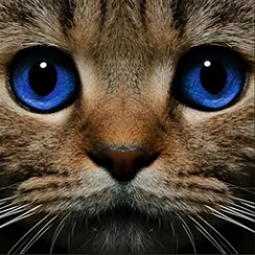 game Find the Ghost Cat