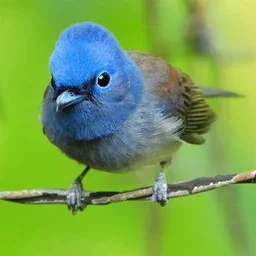 game Lovable Birds Puzzle